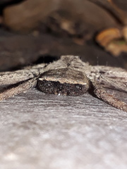 Selenops