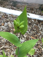 Hemerocallidoideae