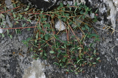 Euphorbia alpina