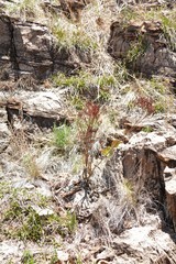 Xerophyta adendorffii