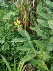 Heliconia hirsuta