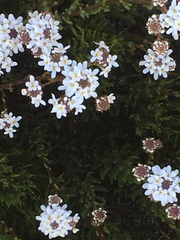 Pseudoselago ascendens