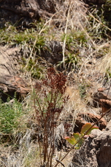 Kalanchoe paniculata