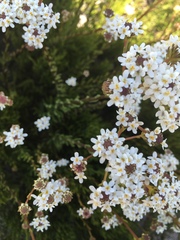 Pseudoselago ascendens