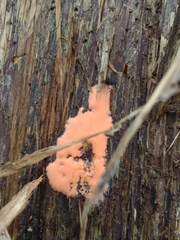 Dictydiaethalium plumbeum