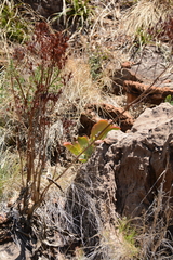 Kalanchoe paniculata