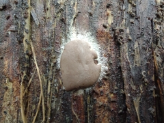 Dictydiaethalium plumbeum