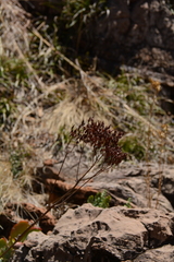 Kalanchoe paniculata