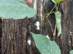 Dictydiaethalium plumbeum