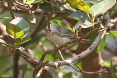 Phylloscopus occipitalis