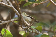 Phylloscopus occipitalis