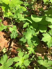 Hydrophyllum canadense