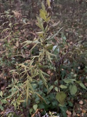 Artemisia vulgaris