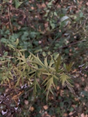 Artemisia vulgaris