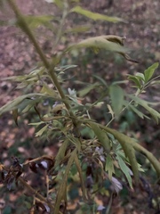 Artemisia vulgaris