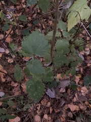 Urtica dioica