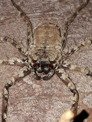 Selenops