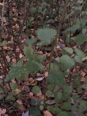 Urtica dioica