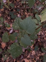 Urtica dioica