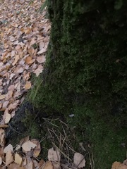 Bryophyta