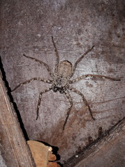Selenops