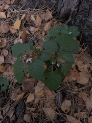 Solanum nigrum