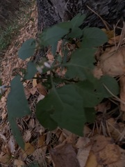 Solanum nigrum