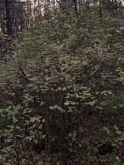 Symphoricarpos albus