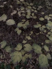 Symphoricarpos albus