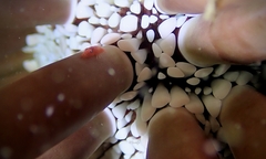 Levicaris mammillata