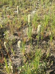 Plantago helleri