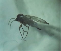 Greenomyia