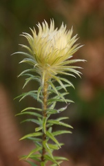 Phylica pubescens