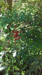 Nandina domestica