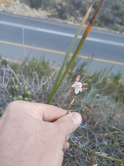 Trachyandra tabularis