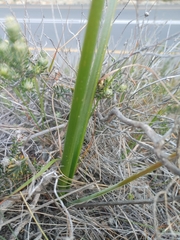 Trachyandra tabularis