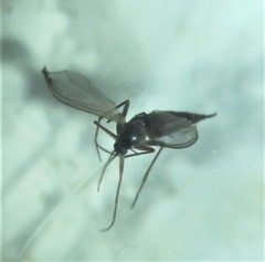 Greenomyia