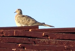 Zenaida macroura
