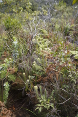 Phylica pubescens