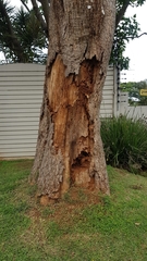 Cussonia sphaerocephala