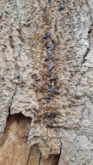 Cussonia sphaerocephala