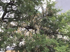 Agelanthus natalitius