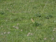 Spermophilus citellus