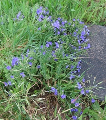 Convolvulus sabatius