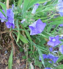 Convolvulus sabatius