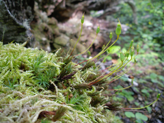 Polytrichadelphus magellanicus