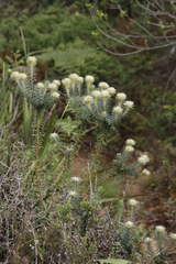 Phylica pubescens