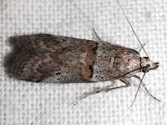 Acrobasis bithynella