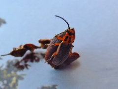 Atalantycha bilineata