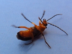 Atalantycha bilineata